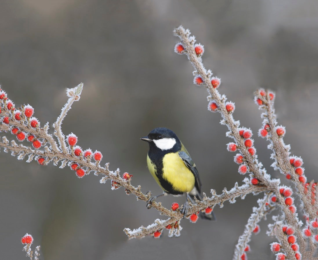 Koolmees in de winter