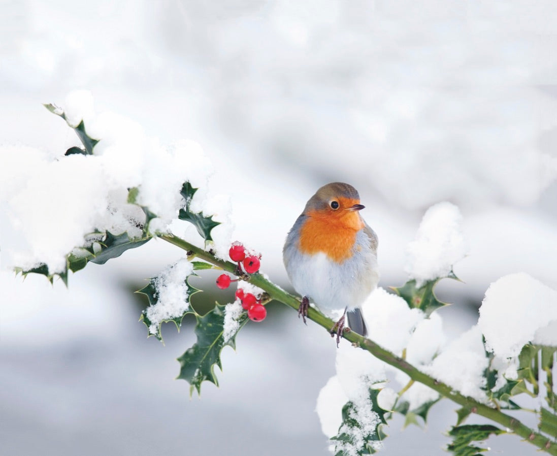 Roodborstje op wintertak