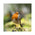 Roodborst