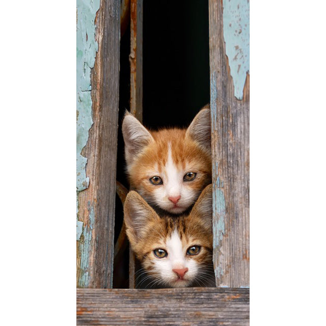 Twee poesjes