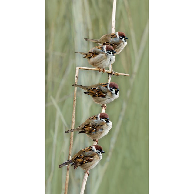 Vijf mussen in riet