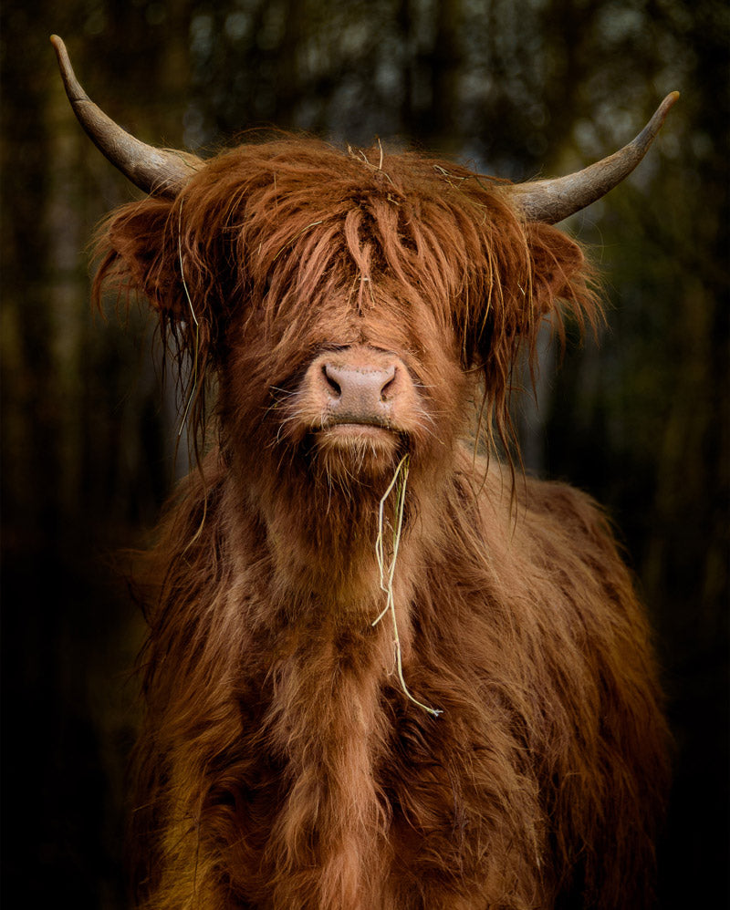 Schotse Hooglander
